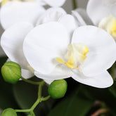 Közeli fotó a krémszínű mű orchidea szirmairól és bimbóiról.